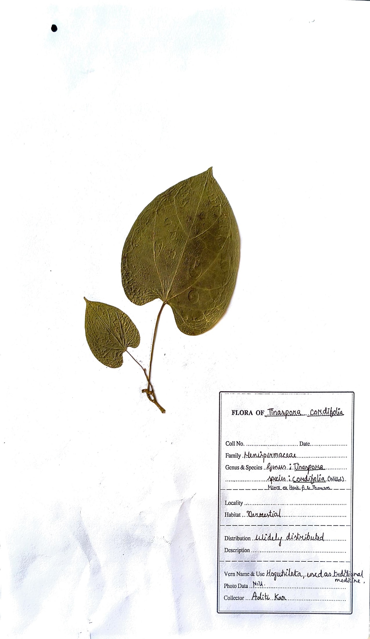 Xogunilota (Ass.) (Herbarium)